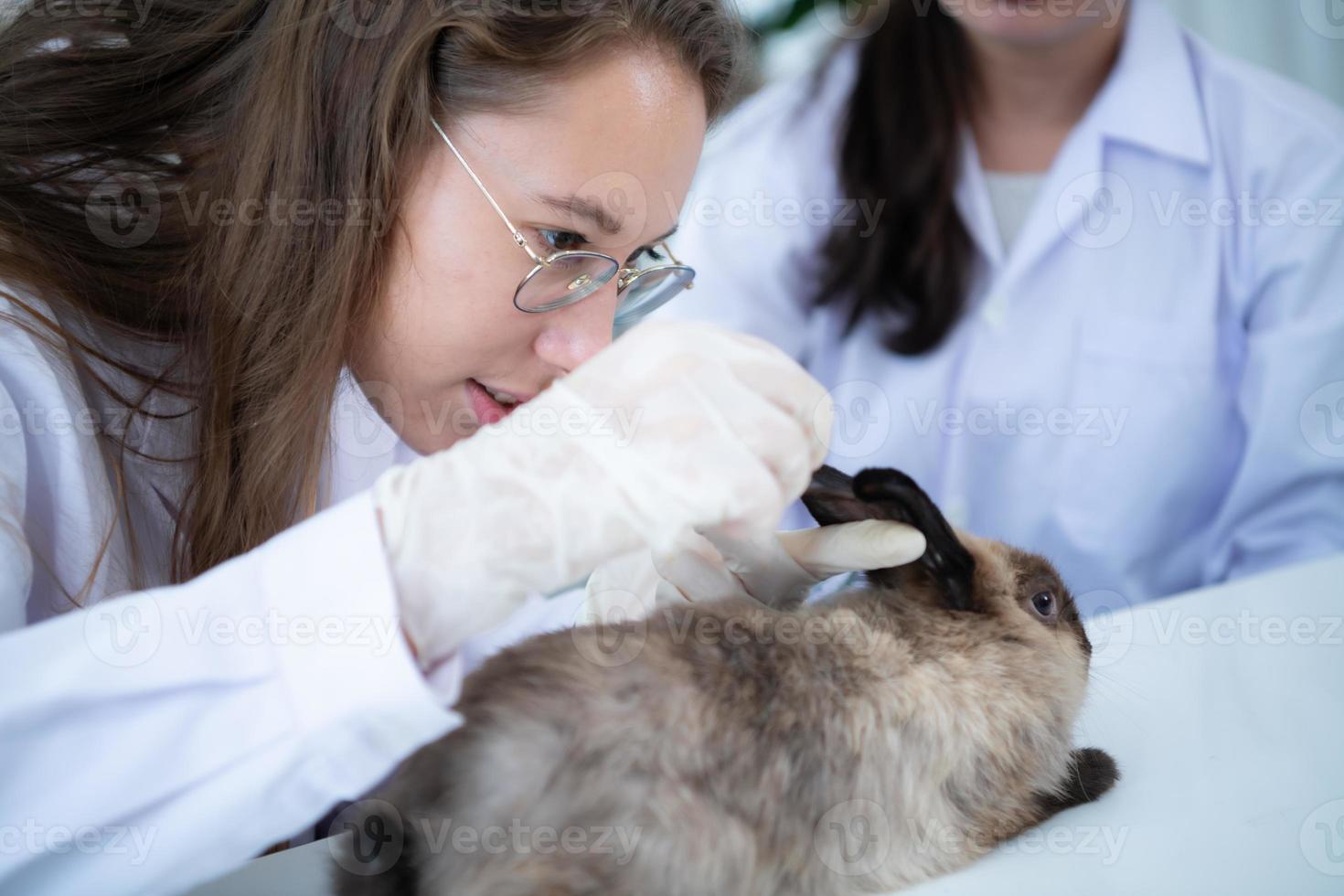 veterinario que trata conejos enfermos le está dando a los conejitos jóvenes la atención que necesitan para estar bien foto