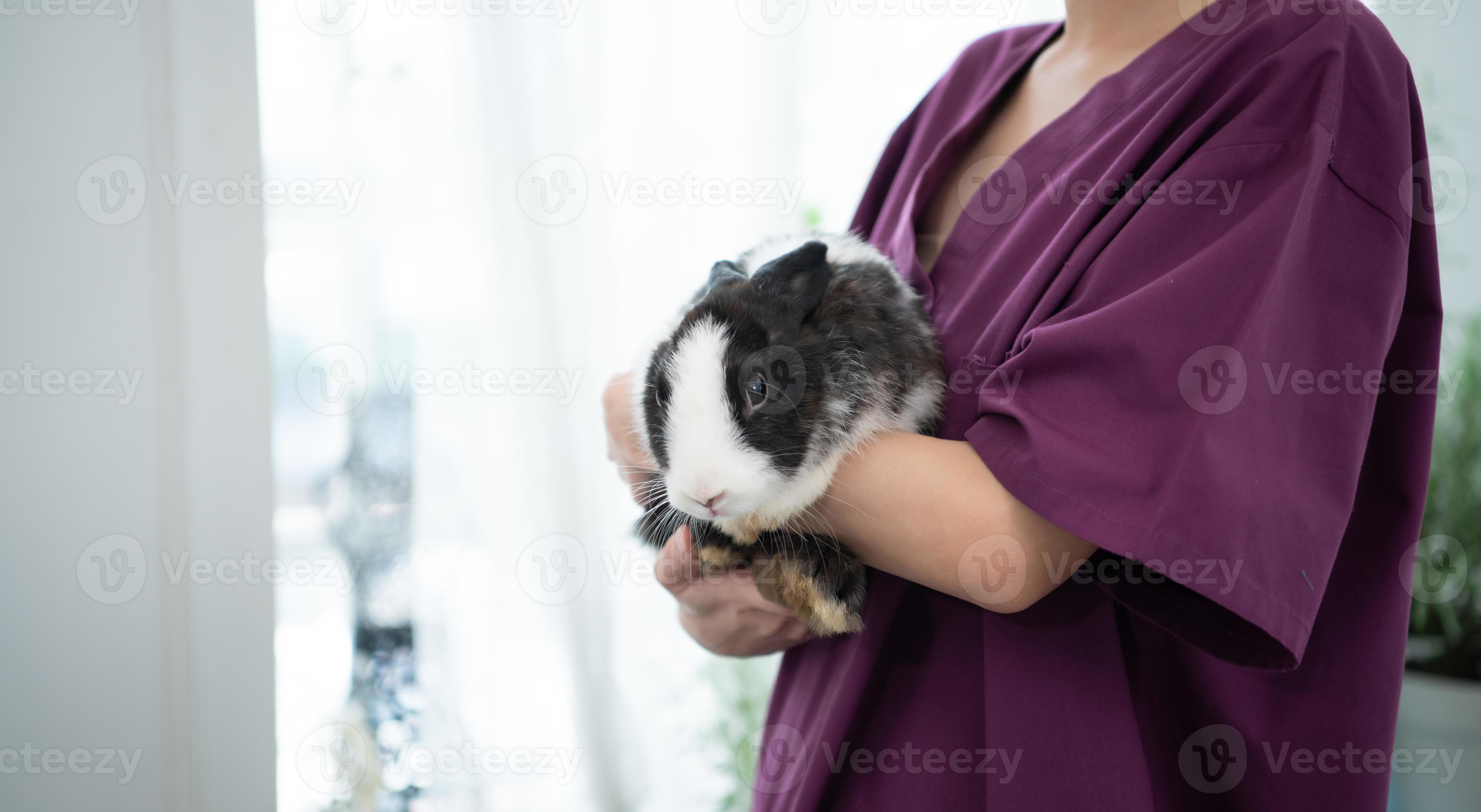 Veterinarian treating sick rabbits He is giving the young bunnies the