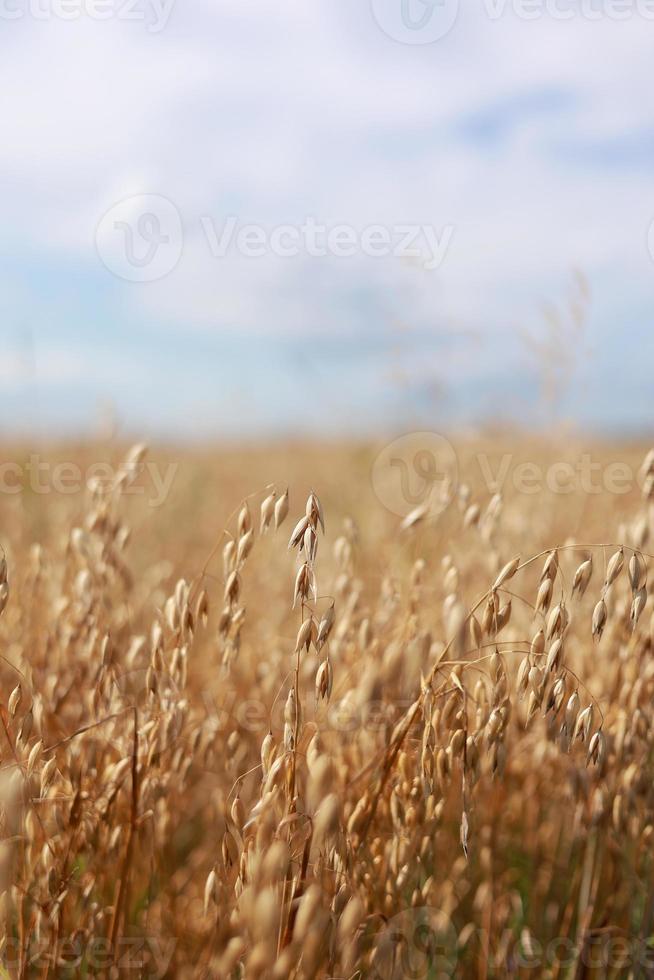 Close-up of ripe golden ears rye, oat or wheat swaying in the light wind on sky background in field. The concept of agriculture. The wheat field is ready for harvesting. The world food crisis. photo