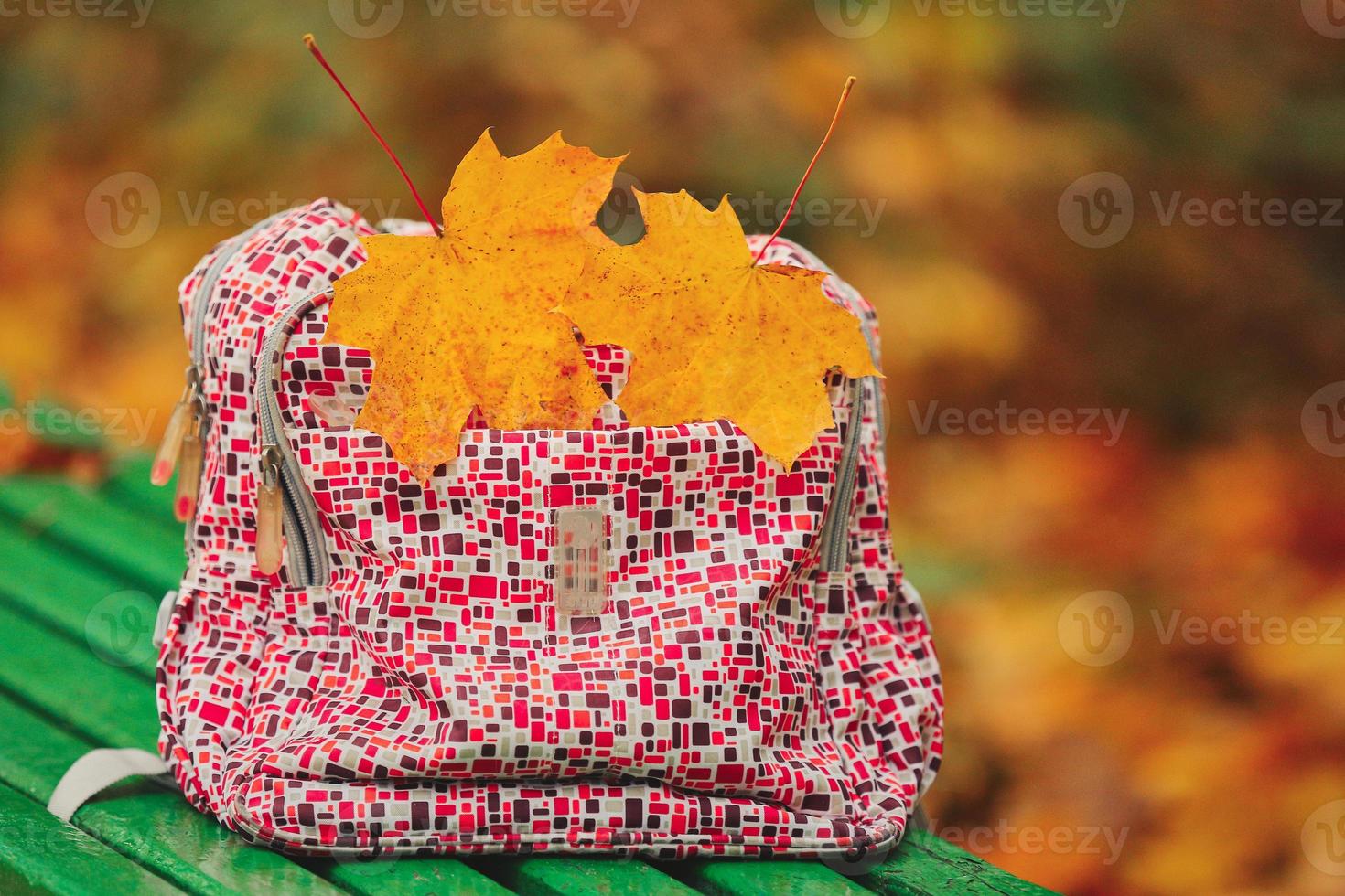 Back to school. autumn leaves. Red school backpack standing on green bench. school backpack on a park bench with leaves. two yellow maple leaves photo