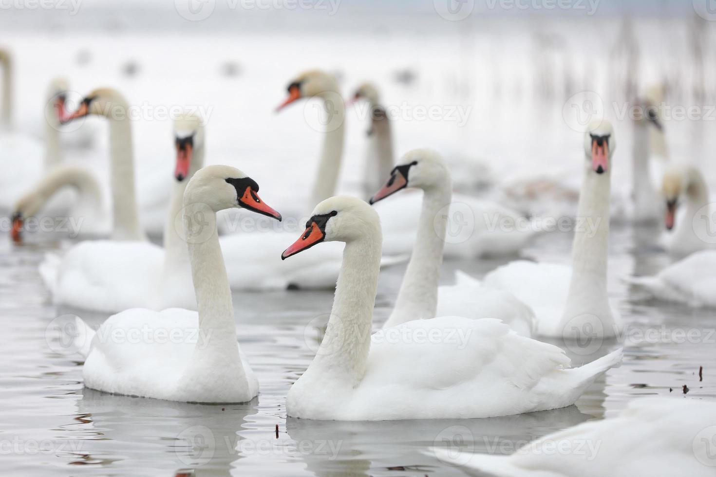 White swan flock in spring water. Swans in water. White swans. Beautiful white swans floating on the water. swans in search of food. selective focus photo