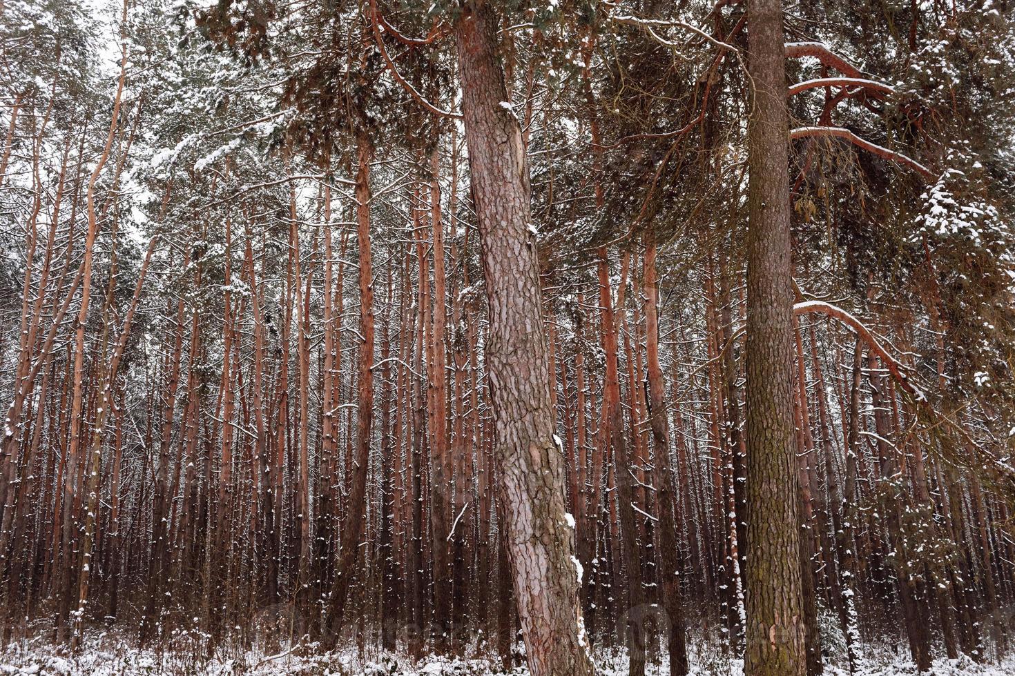 bosque de pinos, invierno, nieve. bosque de pinos de invierno. la grandeza del bosque foto