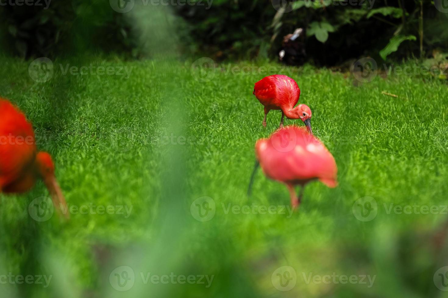 The scarlet ibis ,Eudocimus ruber, looking for food in green grass. Red ibis in green background.Red water bird on the ground in the grass on a green background. photo