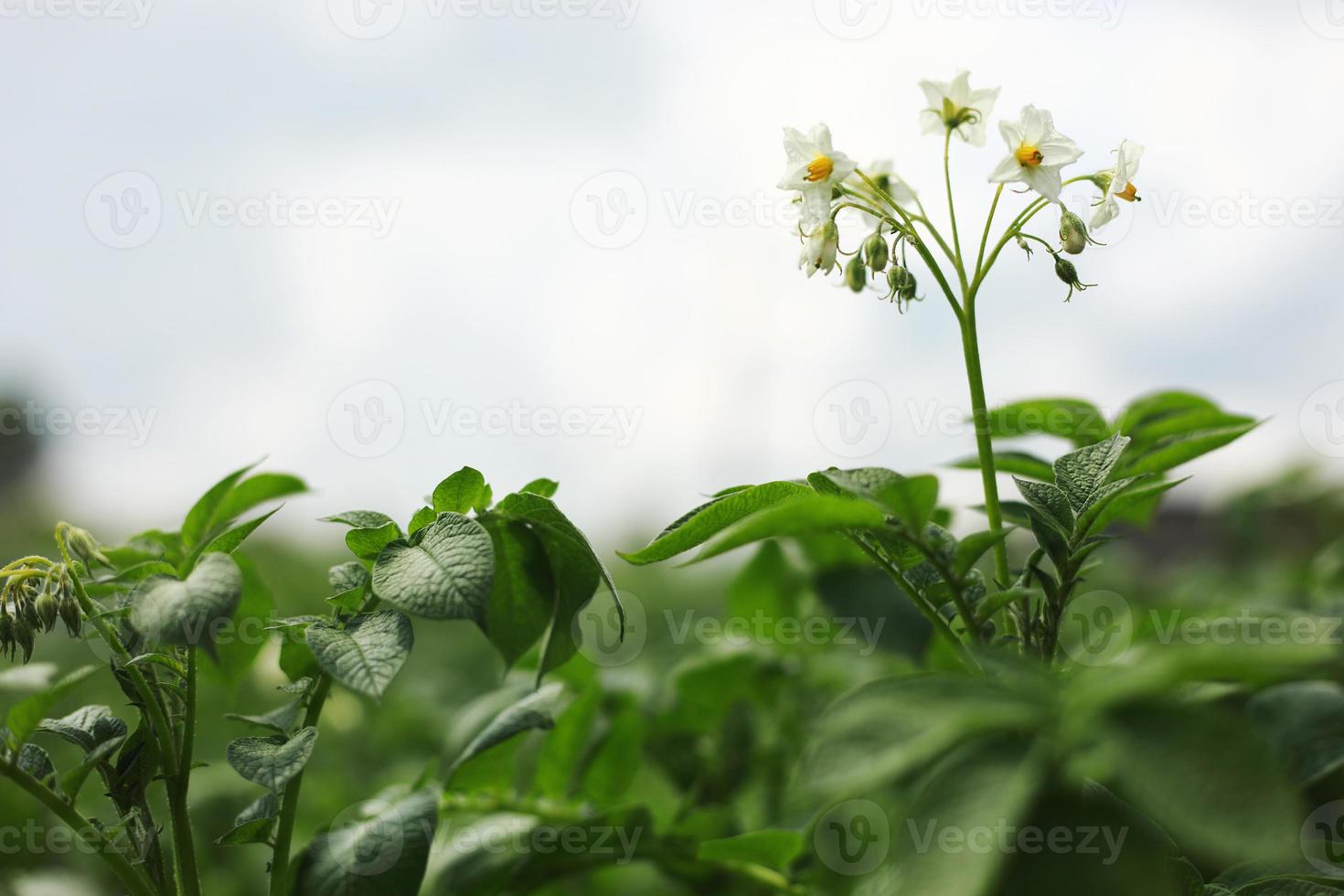 the potato flowers are white, blurred background the garden of the natural growing conditions. flowering potatoes in the field photo