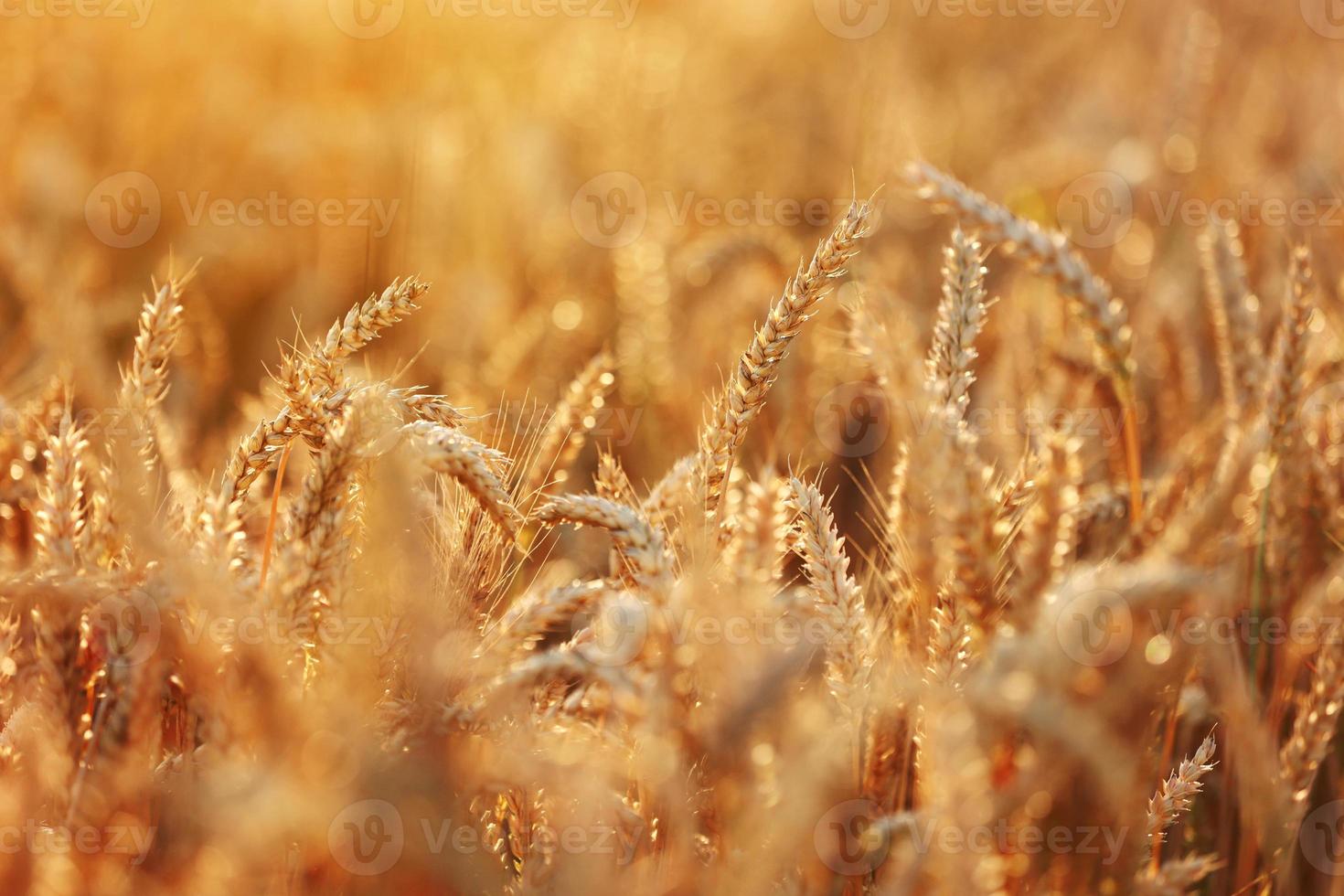 campo de trigo, espigas doradas de trigo balanceándose con el viento. vista del campo de trigo de maduración en el día de verano. industria agrícola en ucrania. hambre en el mundo. guerra de rusia en ucrania foto