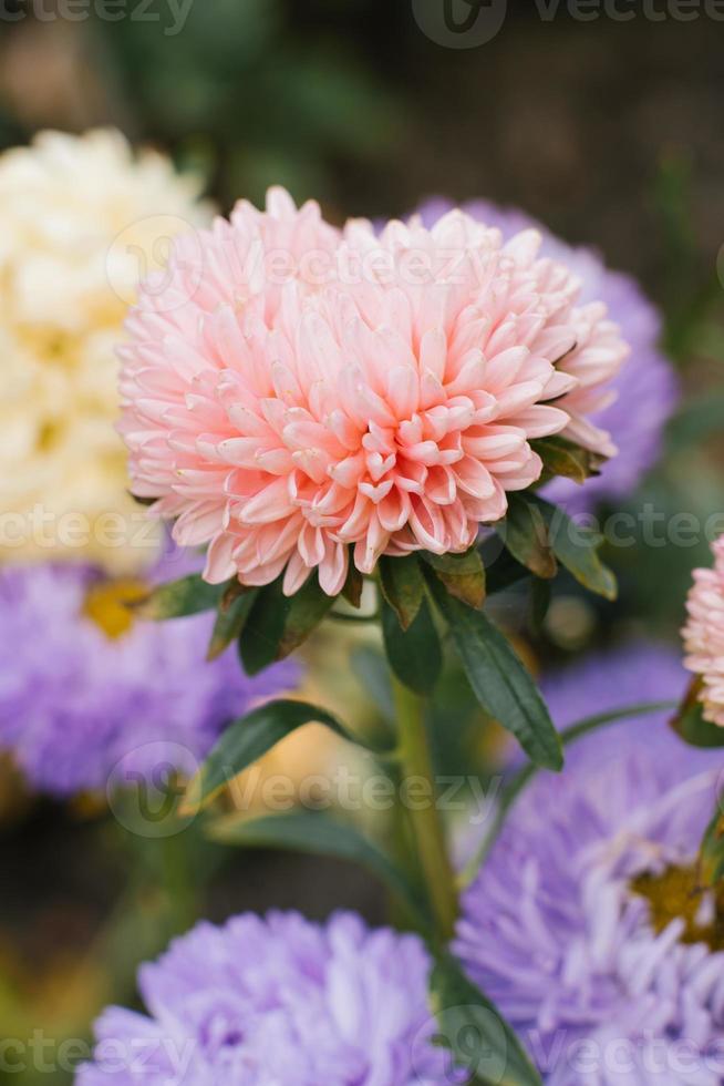 Coral aster flower in the garden photo