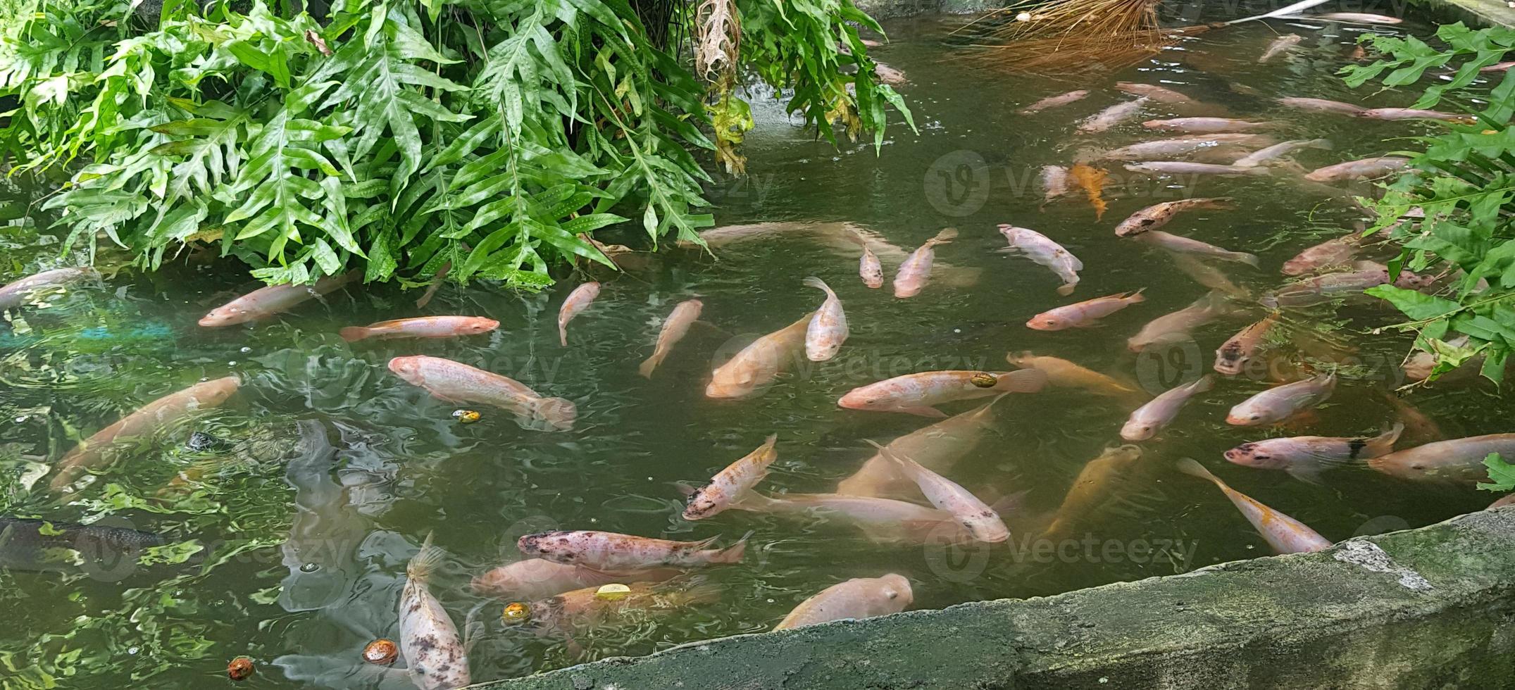 estanque de peces tropicales con coloridas plantas tropicales verdes decorativas para ideas de decoración de patio trasero foto