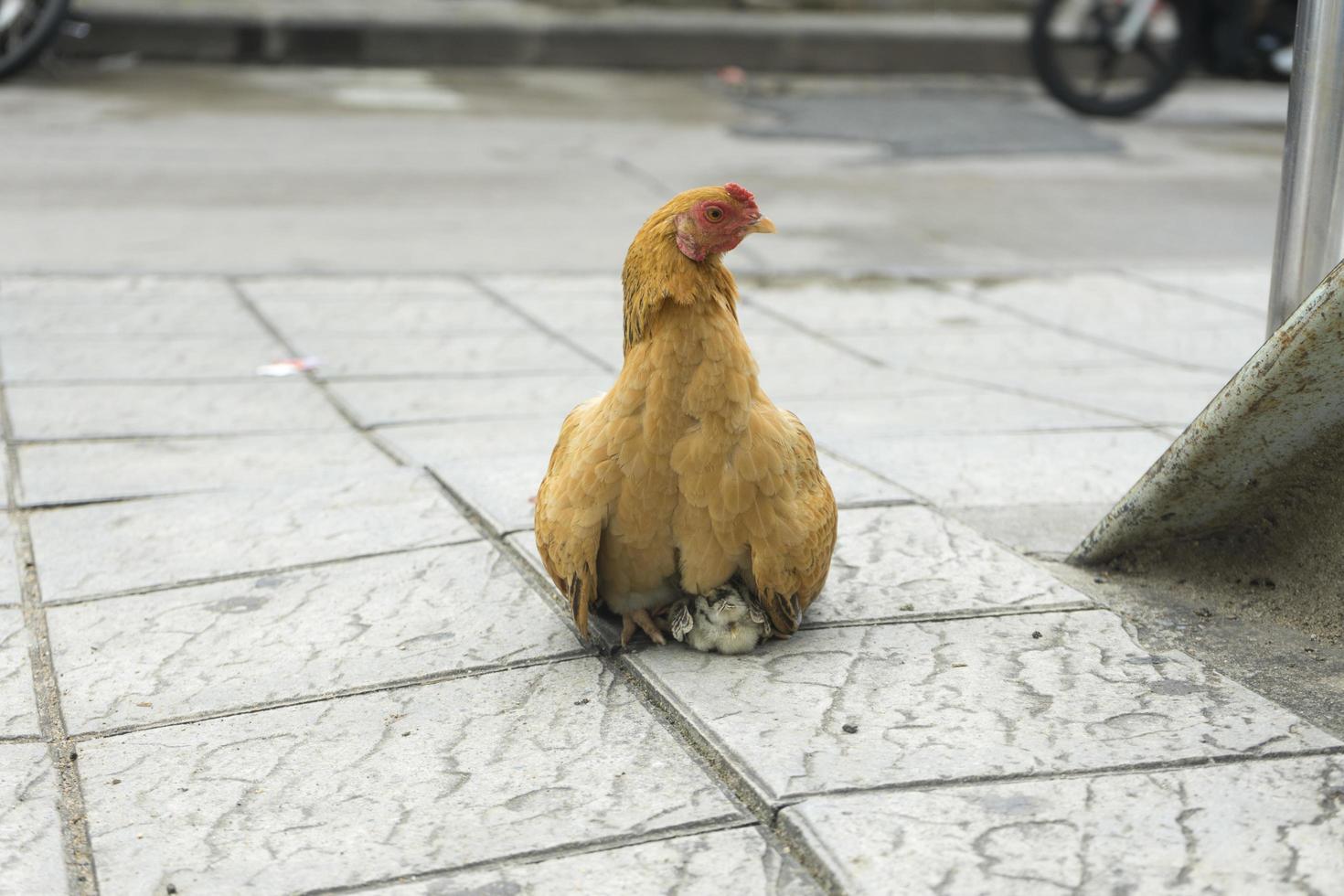 A hen and chicken on the sidewalk of the road photo