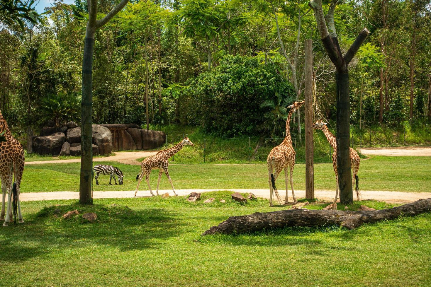 jirafa en un zoológico foto