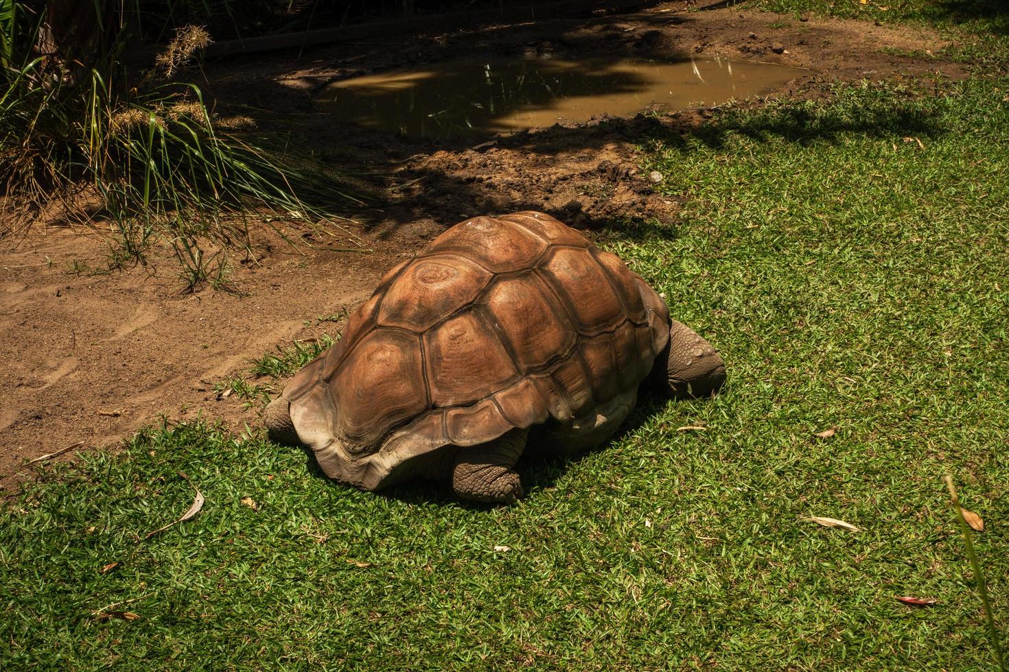 Largest Tortoise species photo