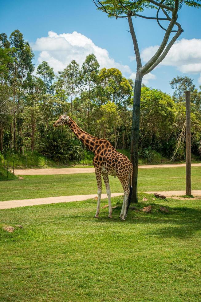 Giraffe at a zoo photo