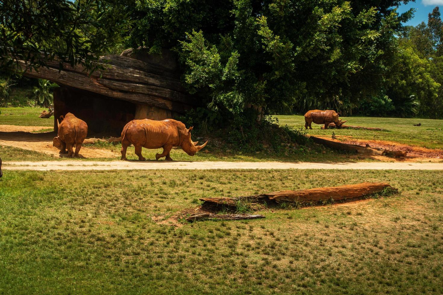 Rhino's at a zoo photo