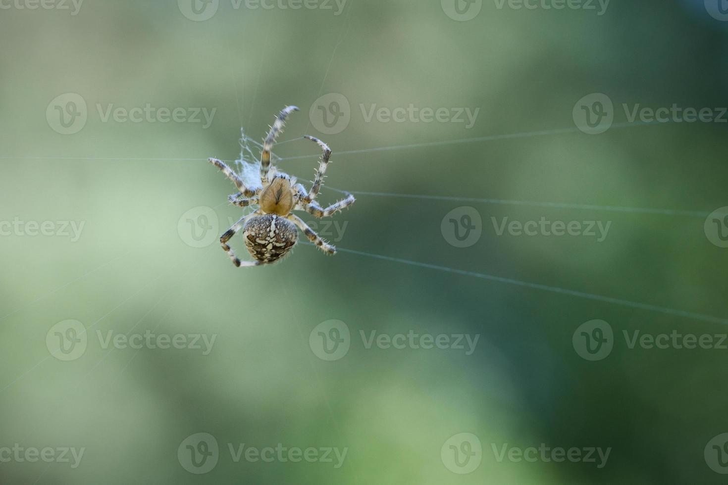 Cross spider crawling on a spider thread. Halloween fright. A useful hunter among photo