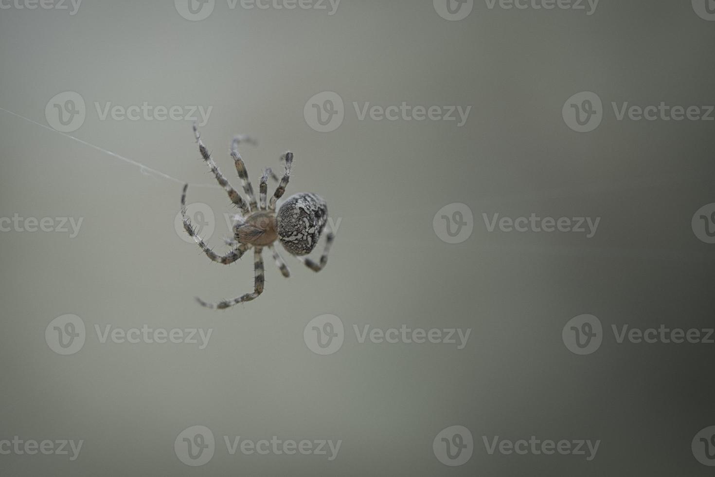 araña cruzada arrastrándose sobre un hilo de araña. susto de halloween fondo borroso foto