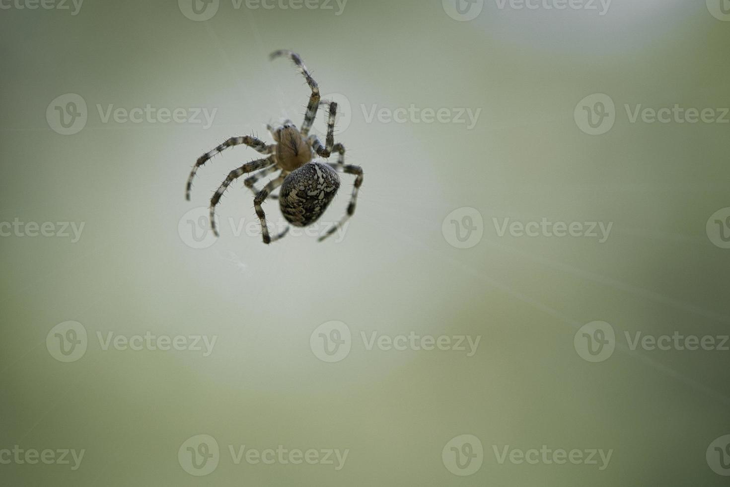 Cross spider crawling on a spider thread. Halloween fright. A useful hunter among photo