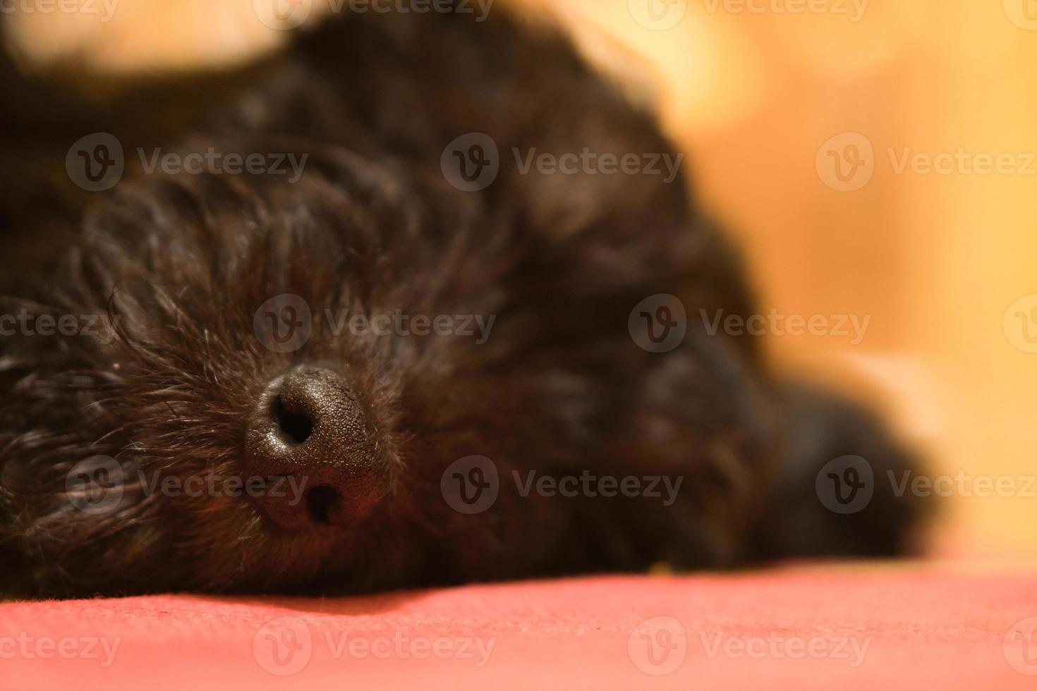 Goldendoodle puppy sleeping. The nose is in focus, the rest blurred. Black and Tan photo