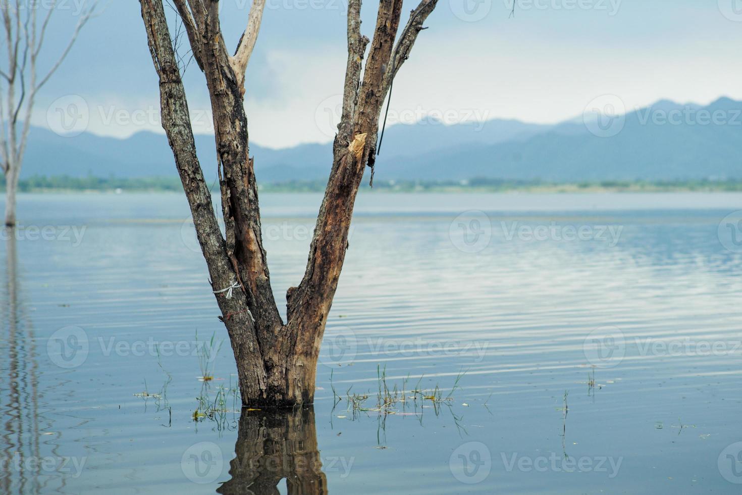 The body of the dead tree stands in the water with the landscape and lake in background photo
