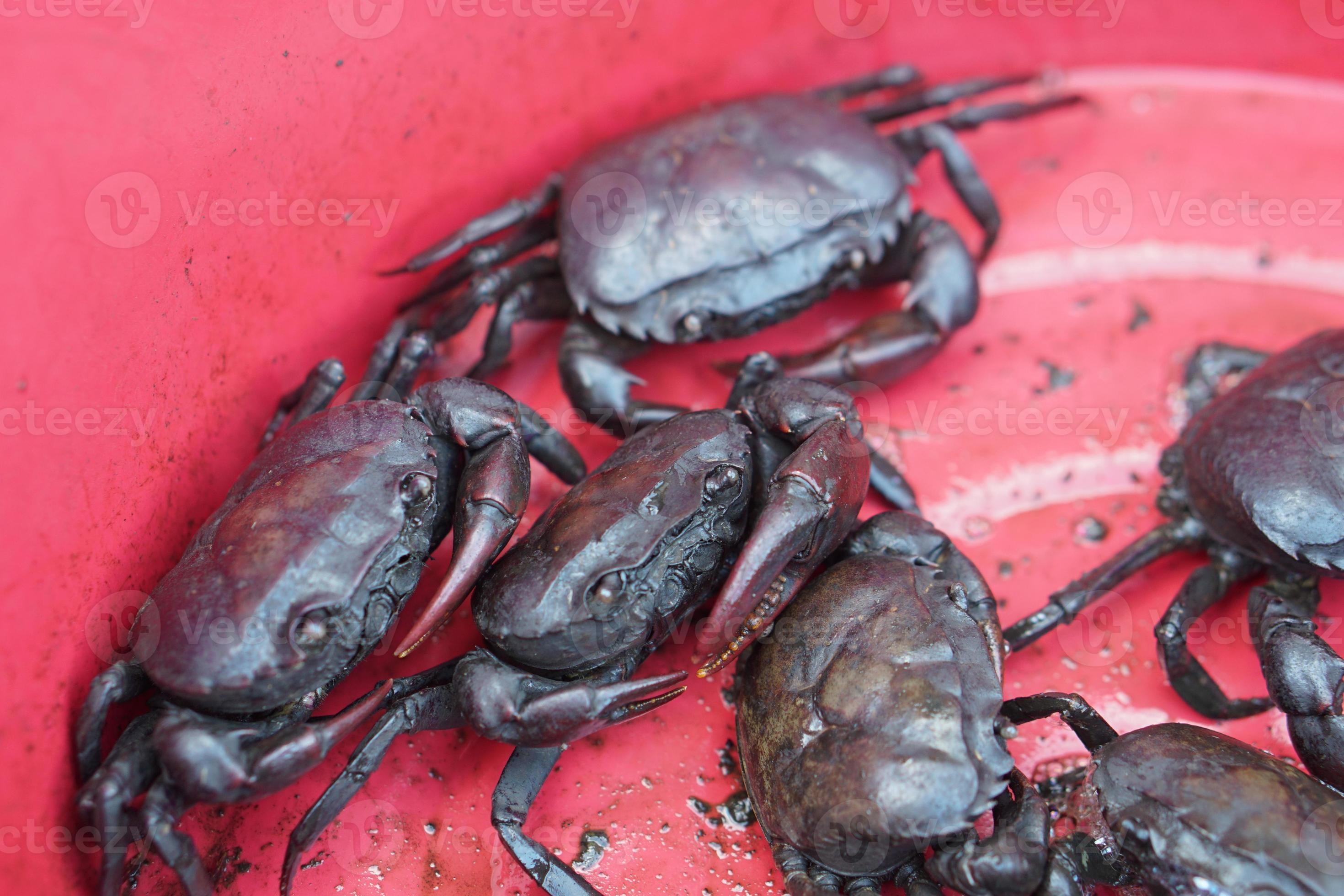 Thai field crabs or fresh water crabs that farmer caught from paddy