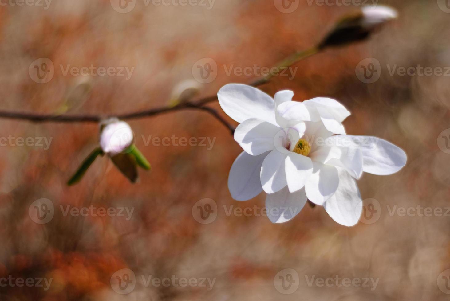flor de magnolia blanca está floreciendo en el parque de la ciudad en el día soleado de primavera foto