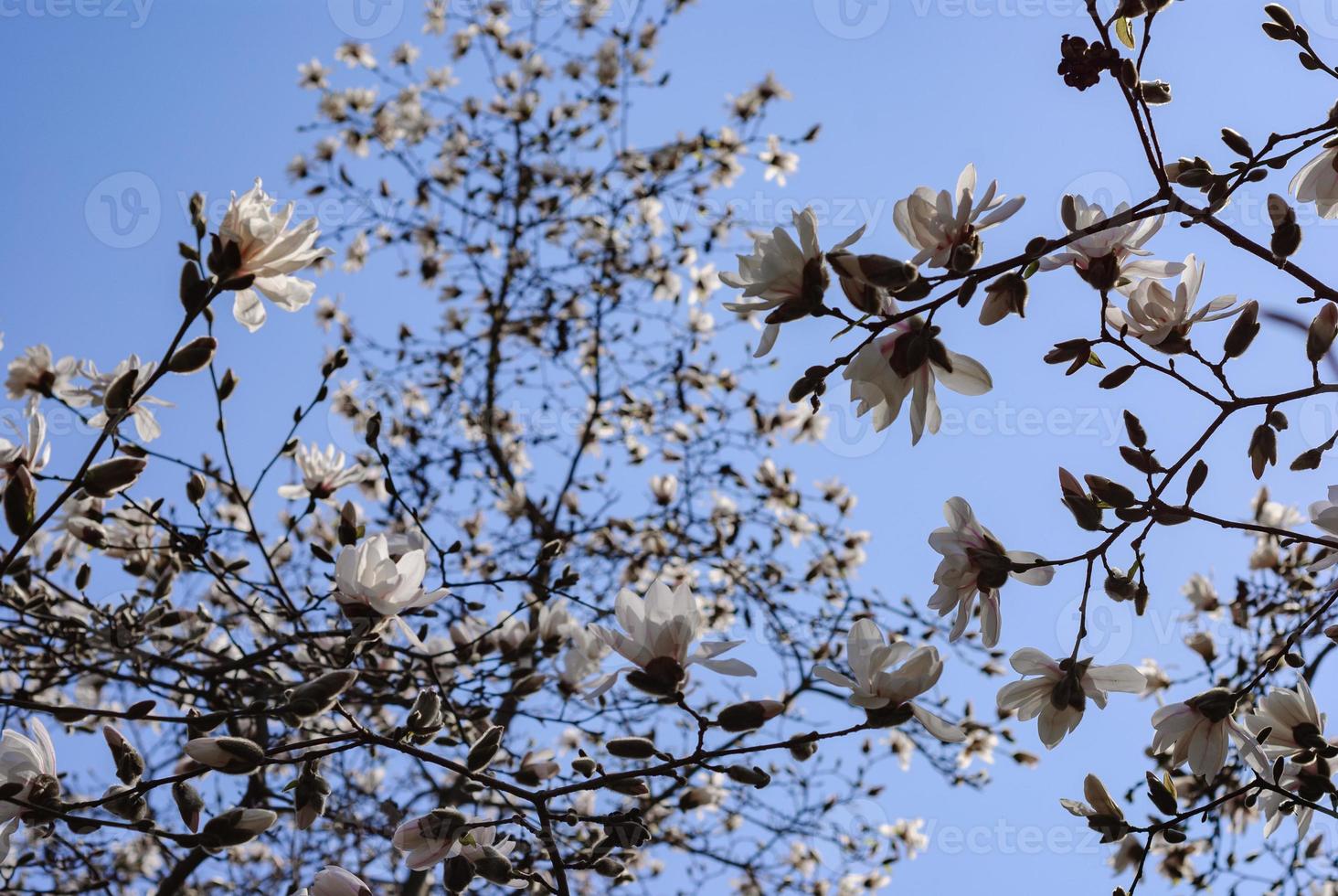 Bottom view of a blooming magnolia tree photo