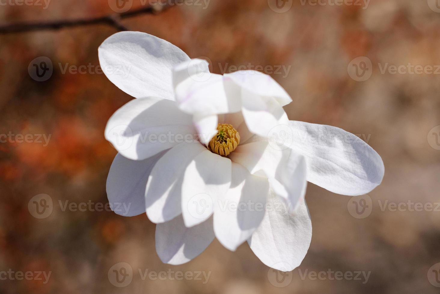 White close up magnolia bloom in the spring park photo