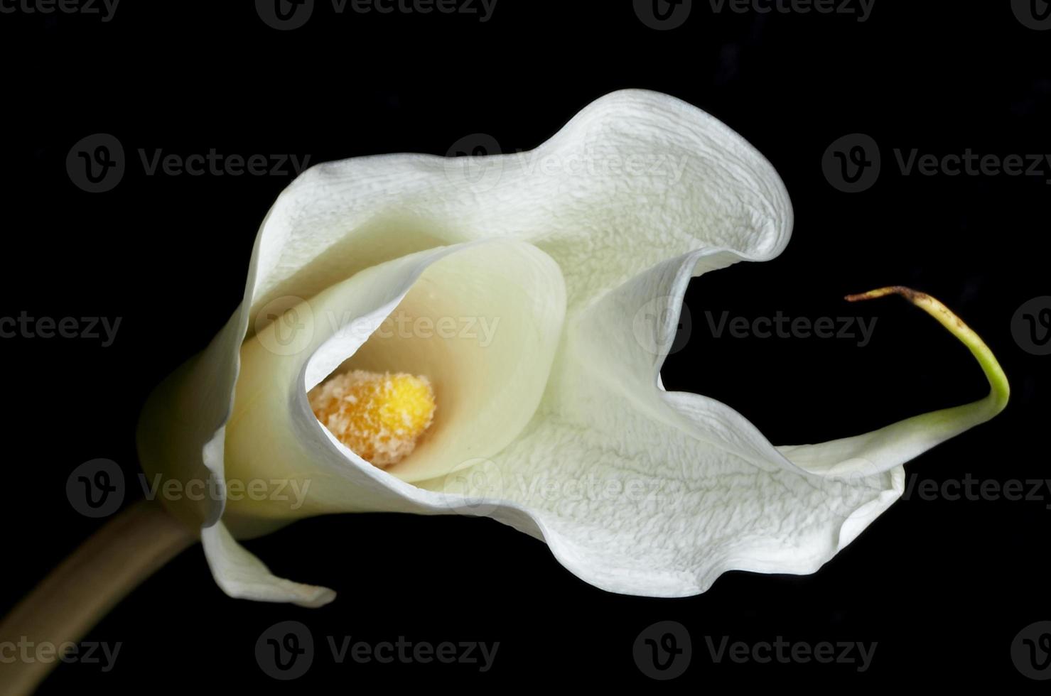 White Calla Lily flower photo