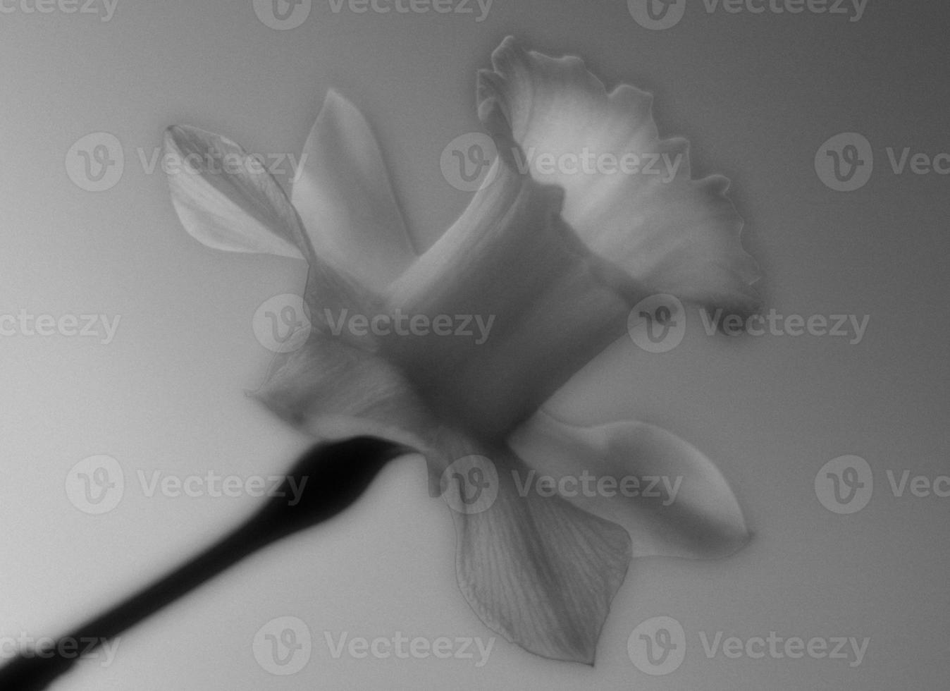 black and white Daffodil photo