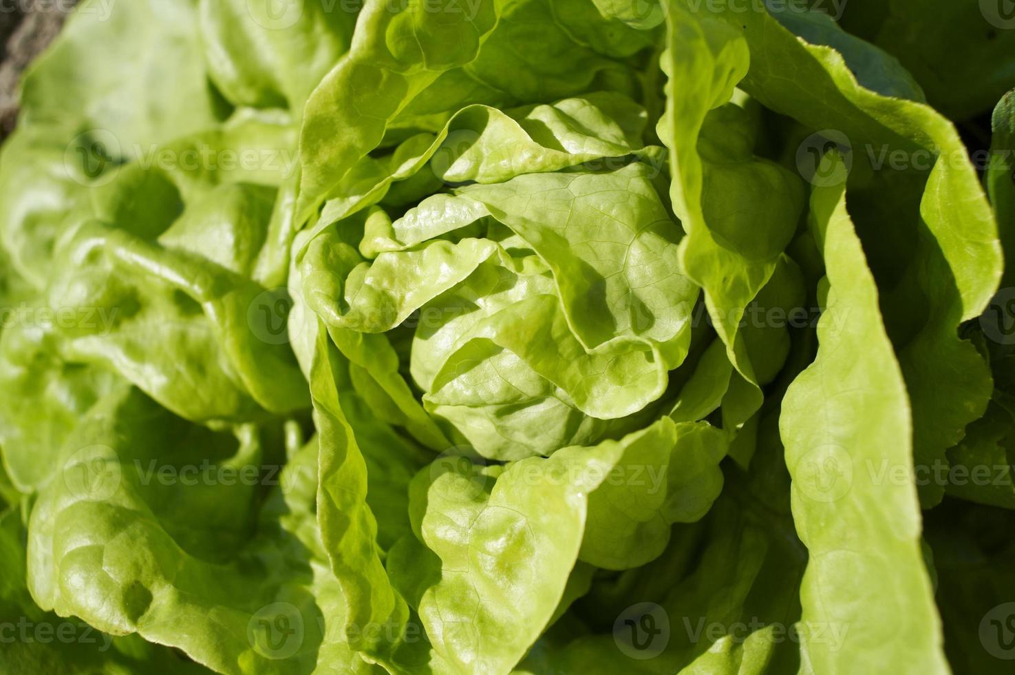 Lactuca sativa or lettuce photo