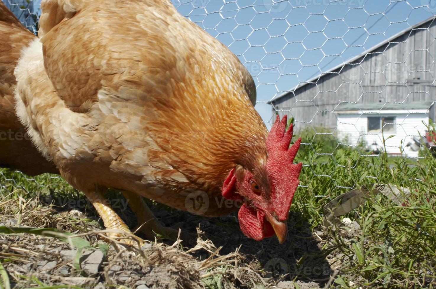 A red brown chicken sits outside a barn photo