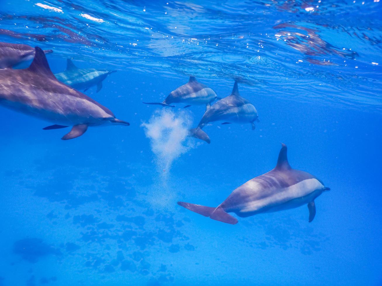 many dolphins swim by while snorkeling in the red sea photo