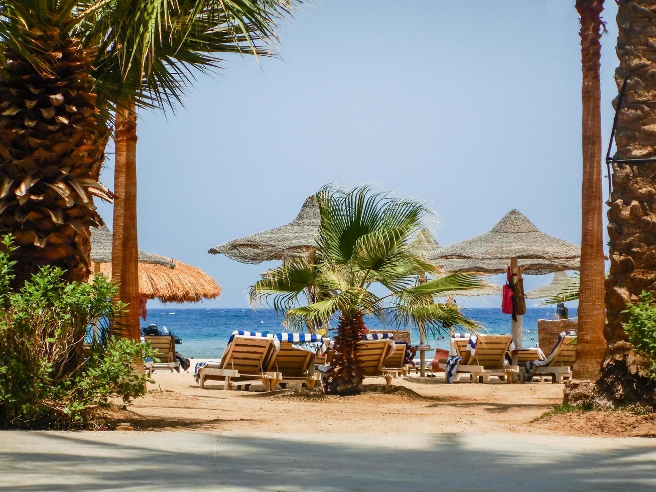 incredible view through palm trees to the beach on vacation photo