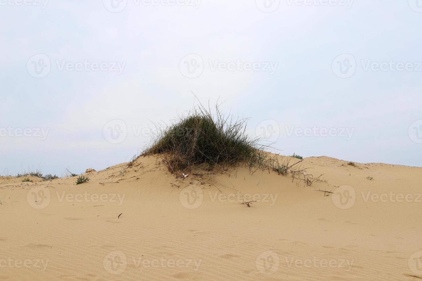 Green plants and flowers grow on the sand on the Mediterranean coast. photo