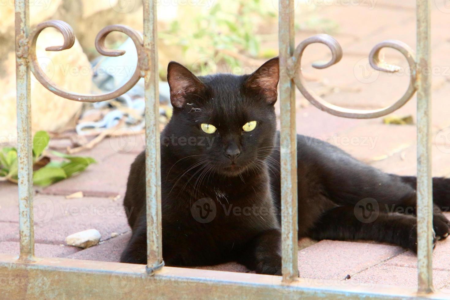 The domestic cat is a mammal of the cat family of the carnivora order. photo