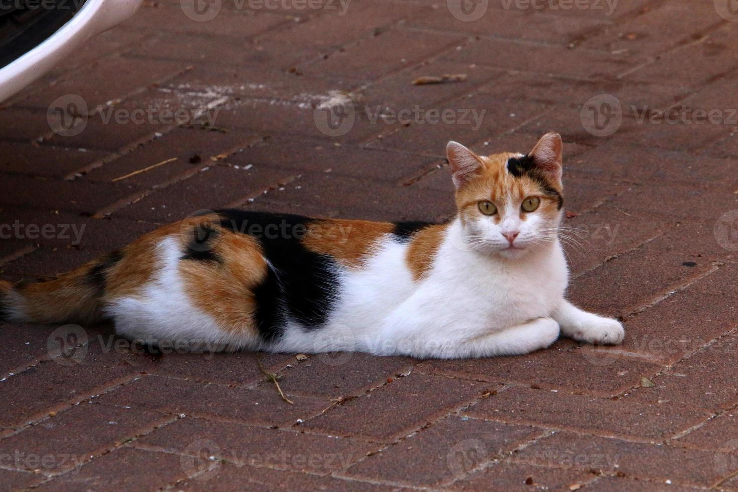 The domestic cat is a mammal of the cat family of the carnivora order. photo