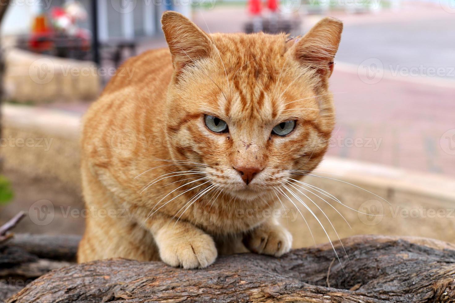 The domestic cat is a mammal of the cat family of the carnivora order. photo