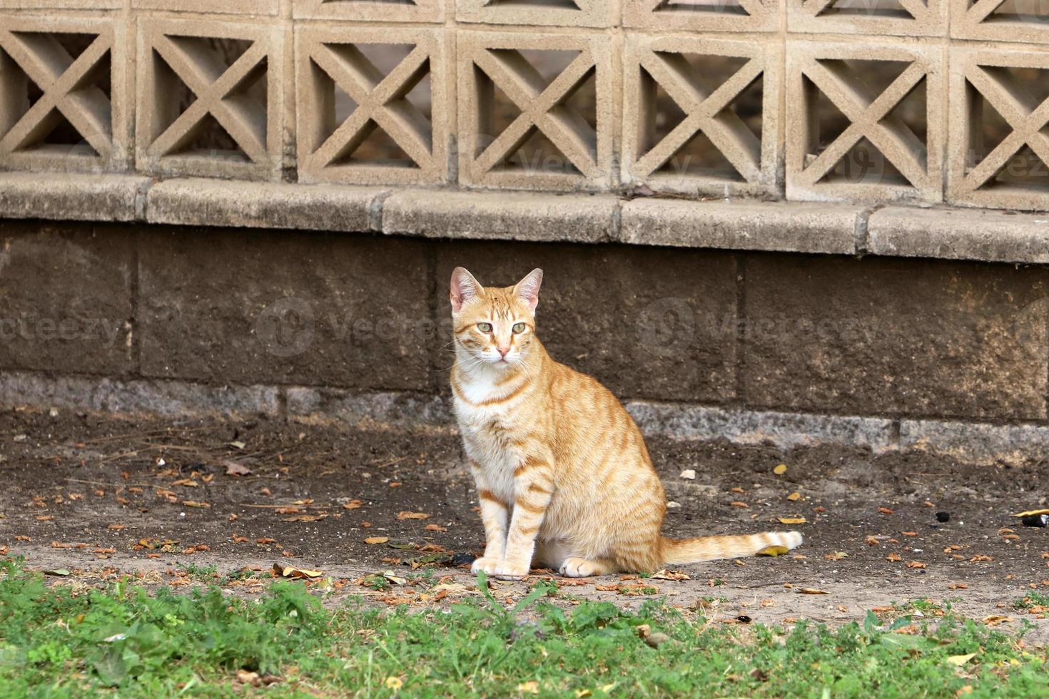 The domestic cat is a mammal of the cat family of the carnivora order. photo