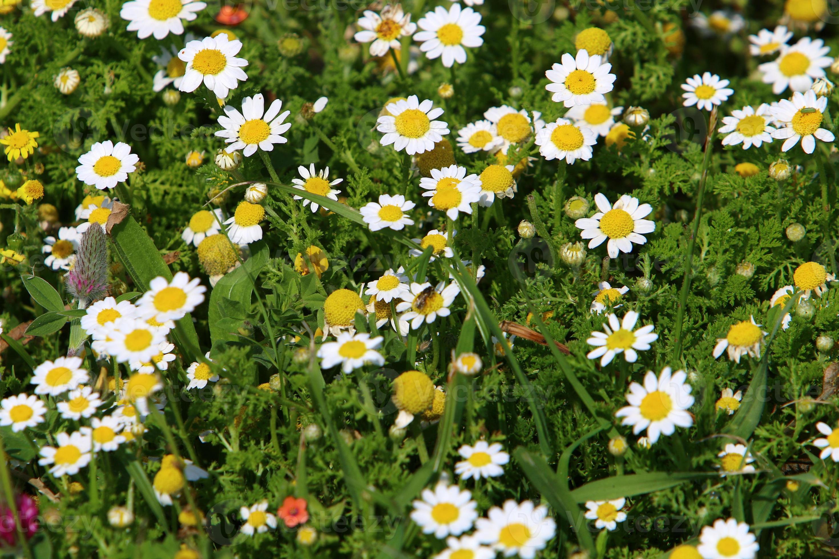 What Industry Leaders Are Saying About The Daisy Bloom Leaks' Devastating Impact - dgjys4t