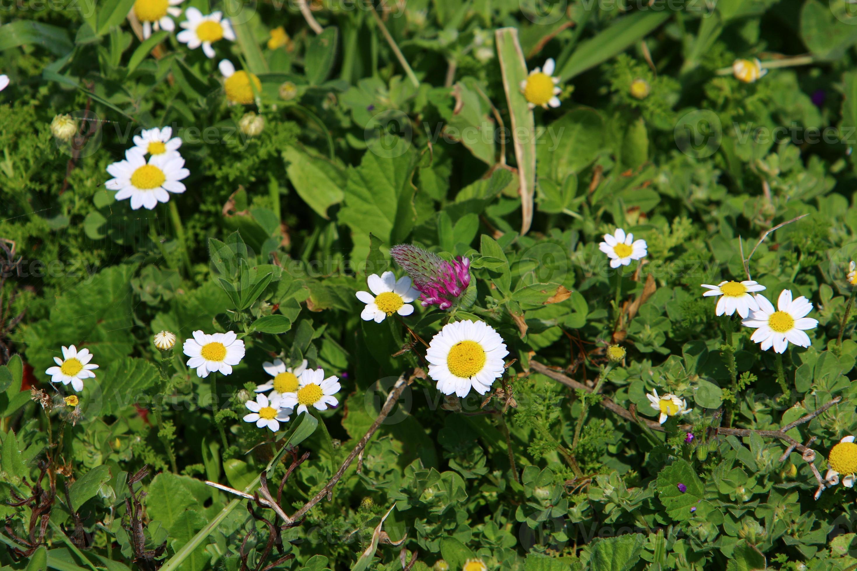 What Industry Leaders Are Saying About The Daisy Bloom Leaks' Devastating Impact - 9zb73ht