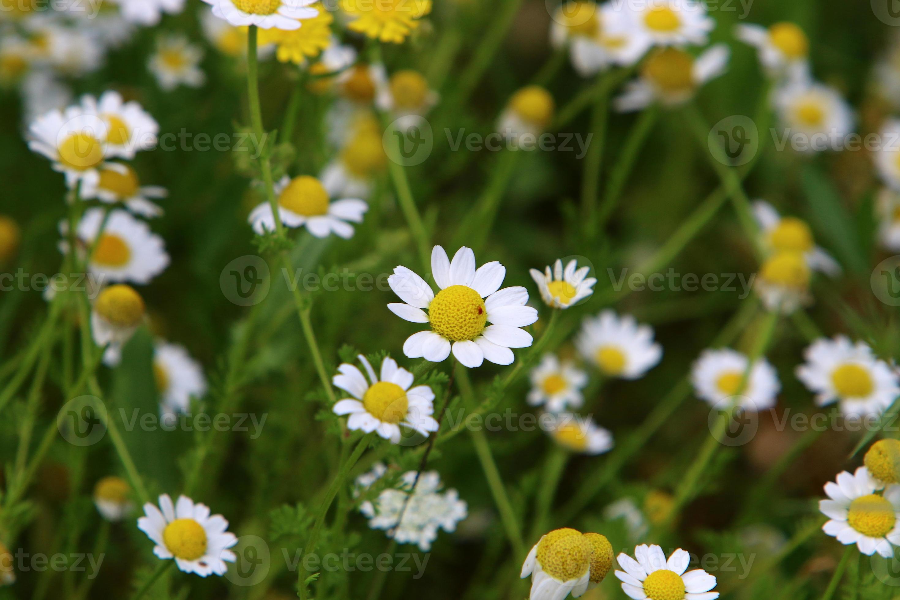 What Industry Leaders Are Saying About The Daisy Bloom Leaks' Devastating Impact - 0bf2ann