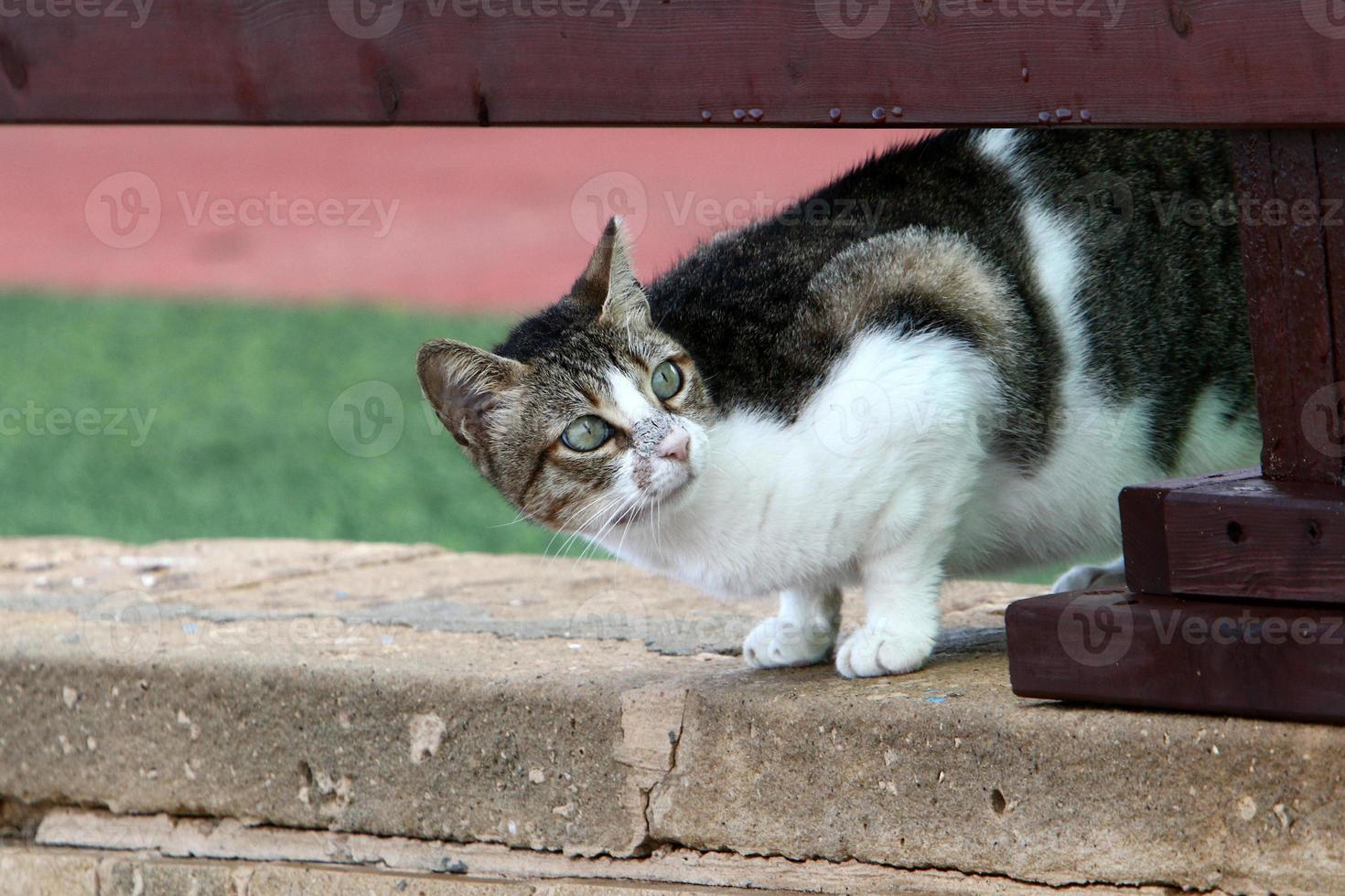 The domestic cat is a mammal of the cat family of the carnivora order. photo