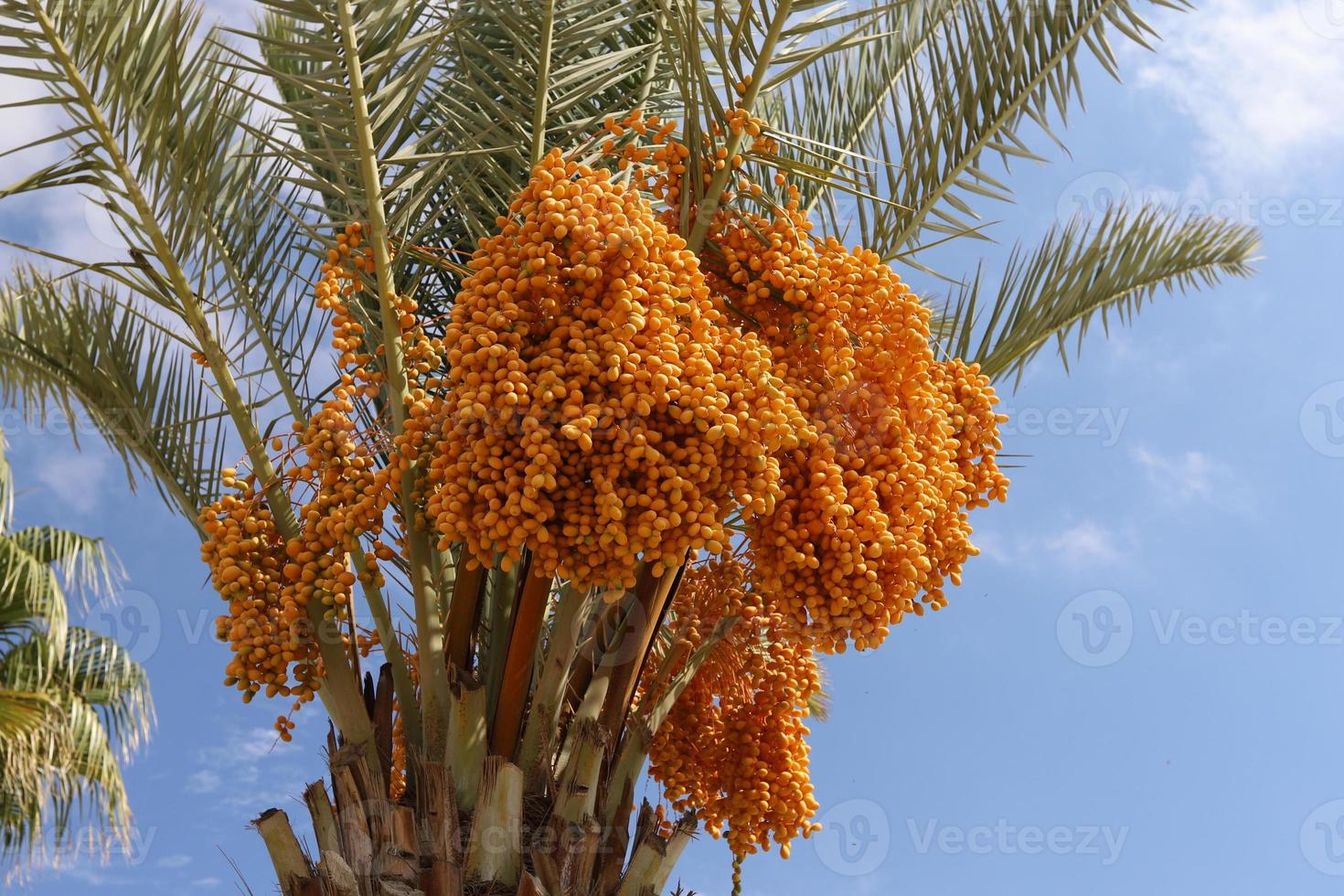 palmera datilera en un parque de la ciudad en israel. foto