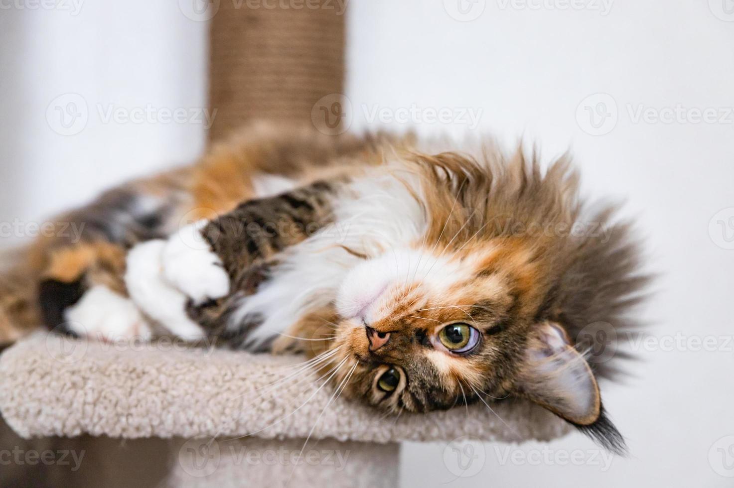 Charming Maine coon cat looking at the camera on cat tree near the light wall of the house. Scratching post. photo