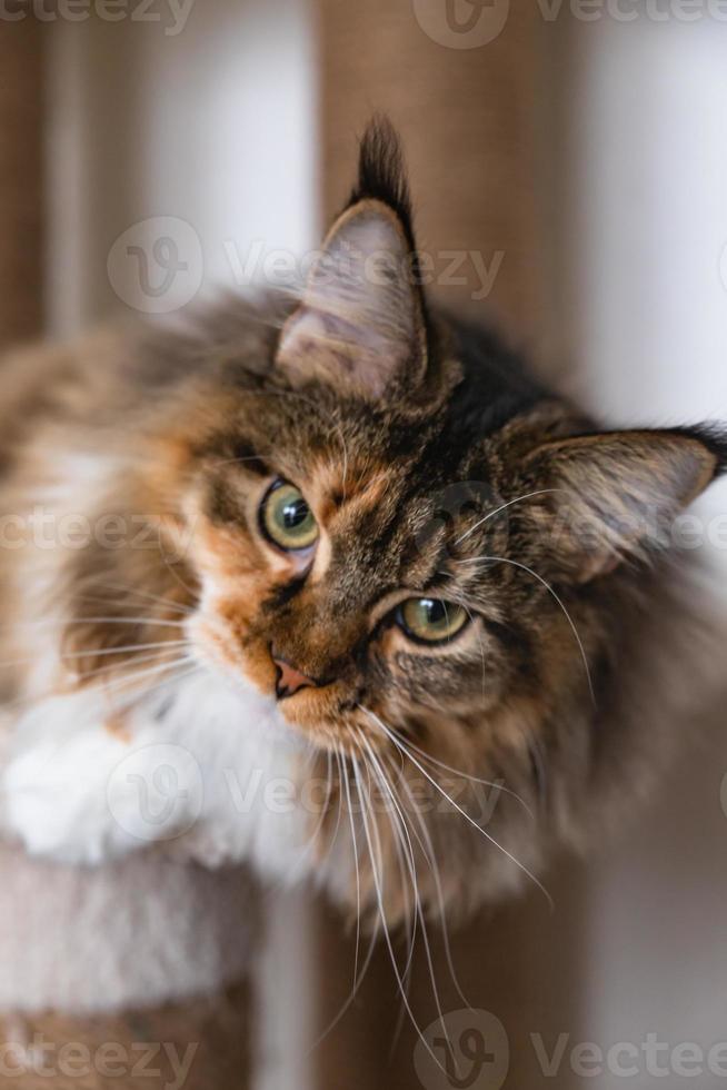 Charming Maine coon cat looking at the camera on cat tree near the light wall of the house. Scratching post. photo