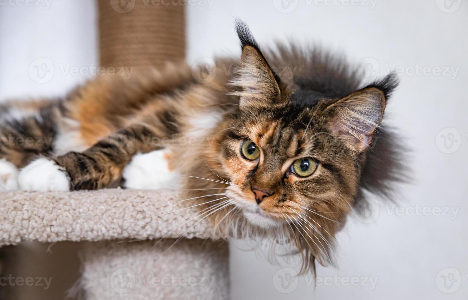 Charming Maine coon cat looking at the camera on cat tree near the light wall of the house. Scratching post. photo