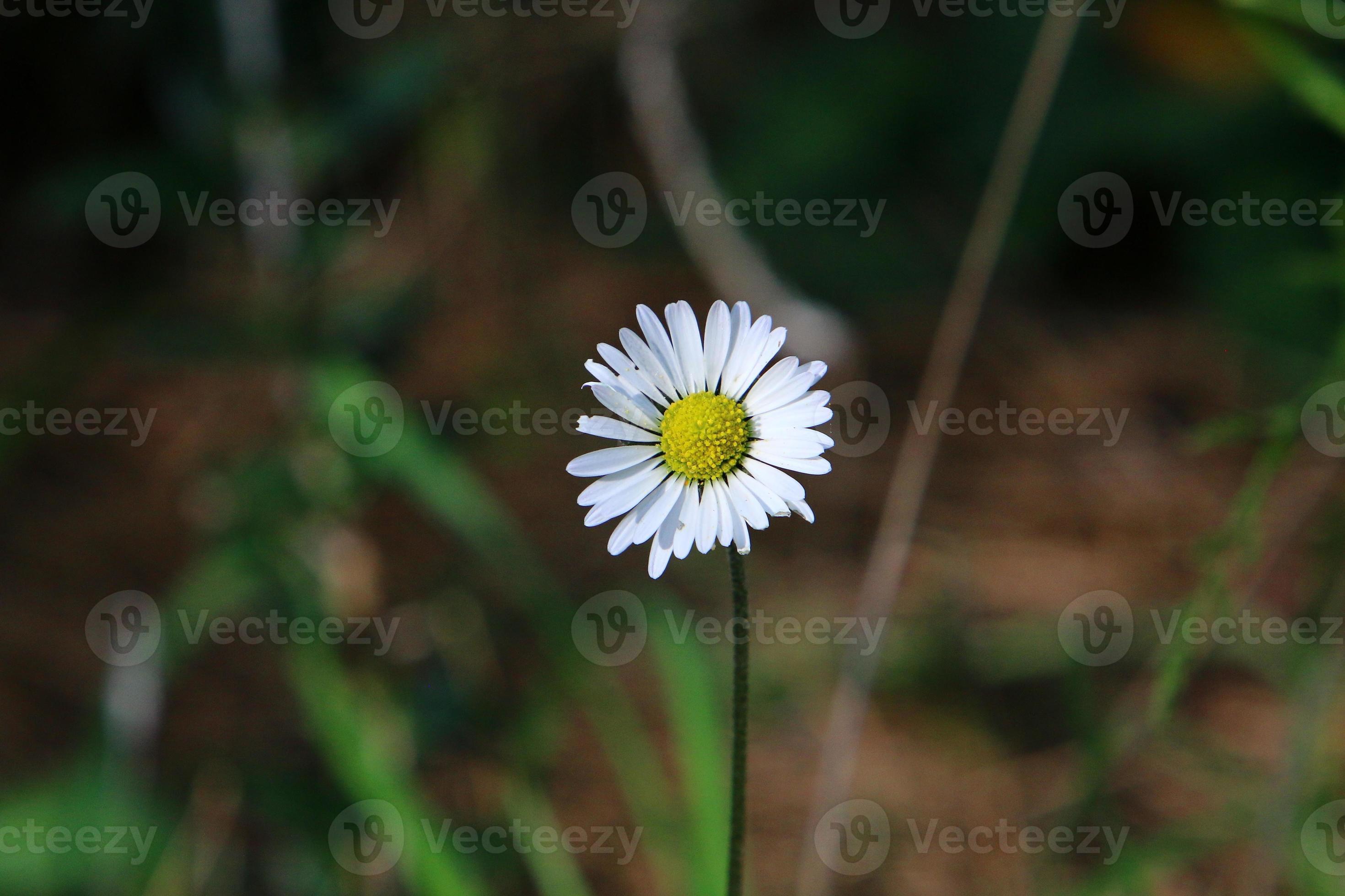 Daisy Bloom Leak: A Scientific Sensation! - ctur8ae