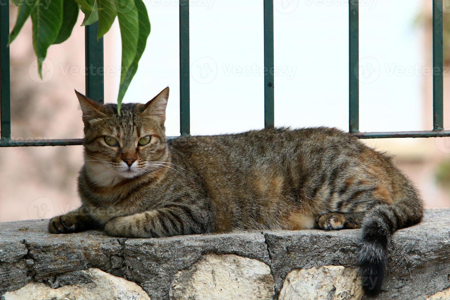 The domestic cat is a mammal of the cat family of the carnivora order. photo