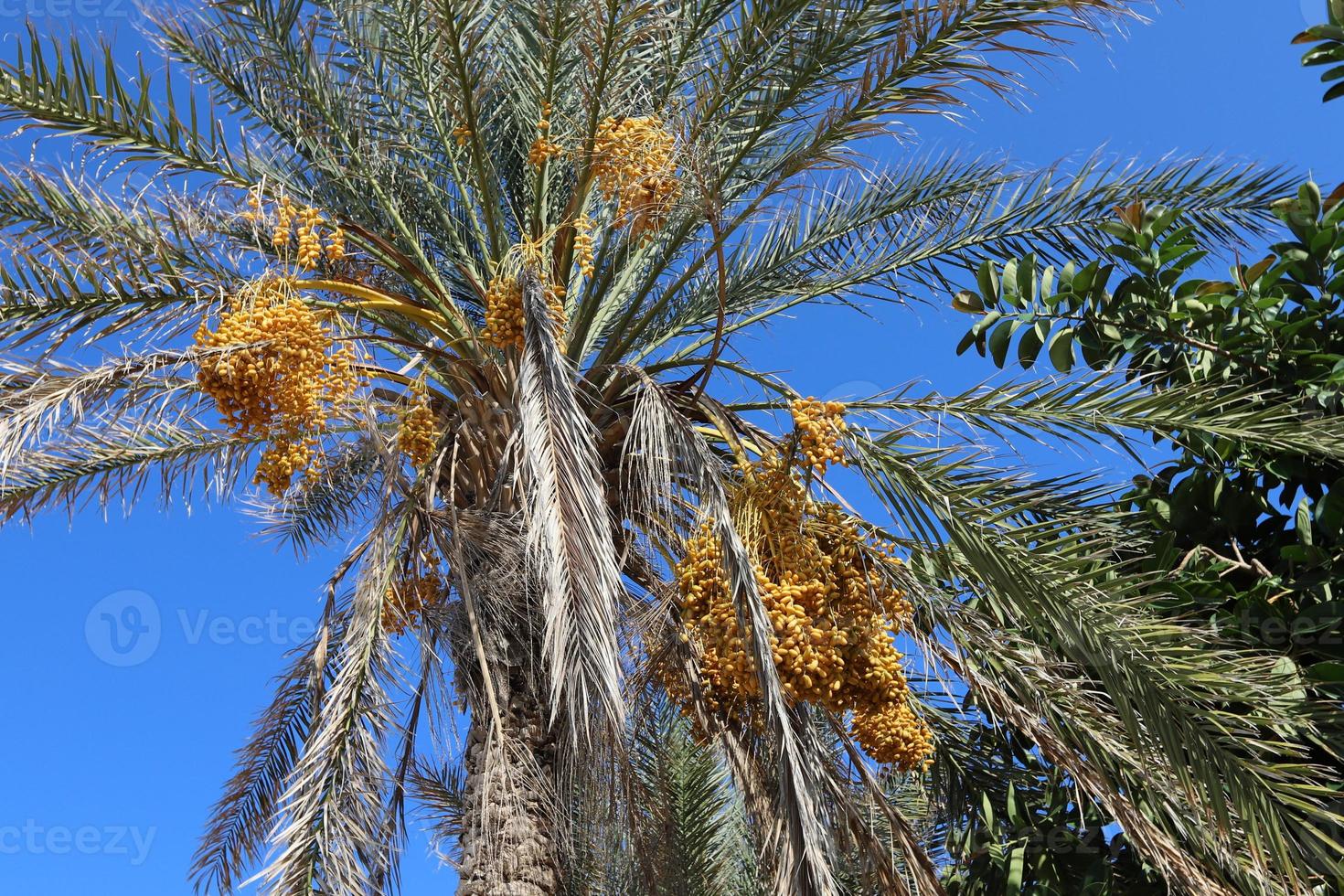 Date palm in a city park in Israel. photo