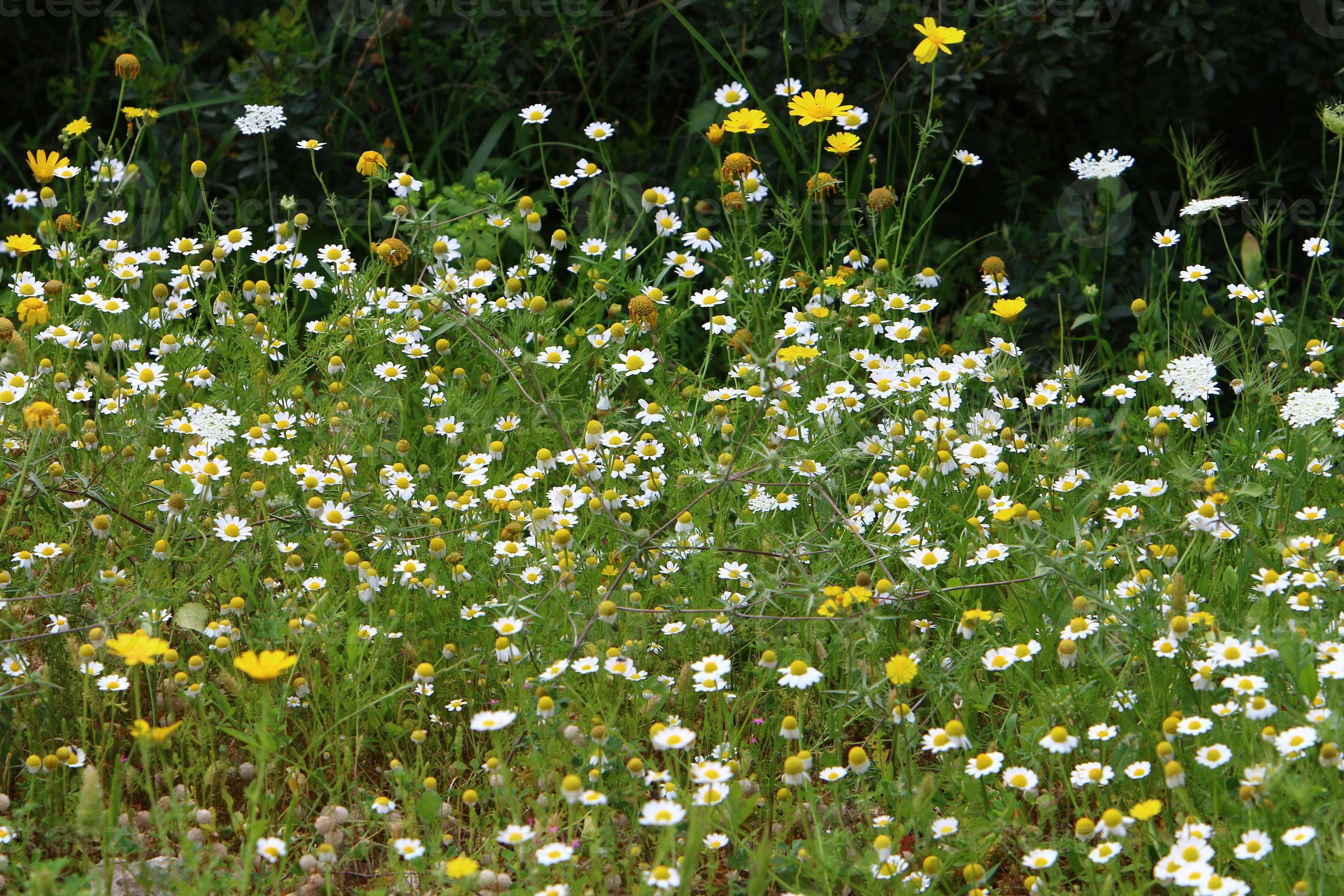 What Industry Leaders Are Saying About The Daisy Bloom Leaks' Devastating Impact - d8962ai