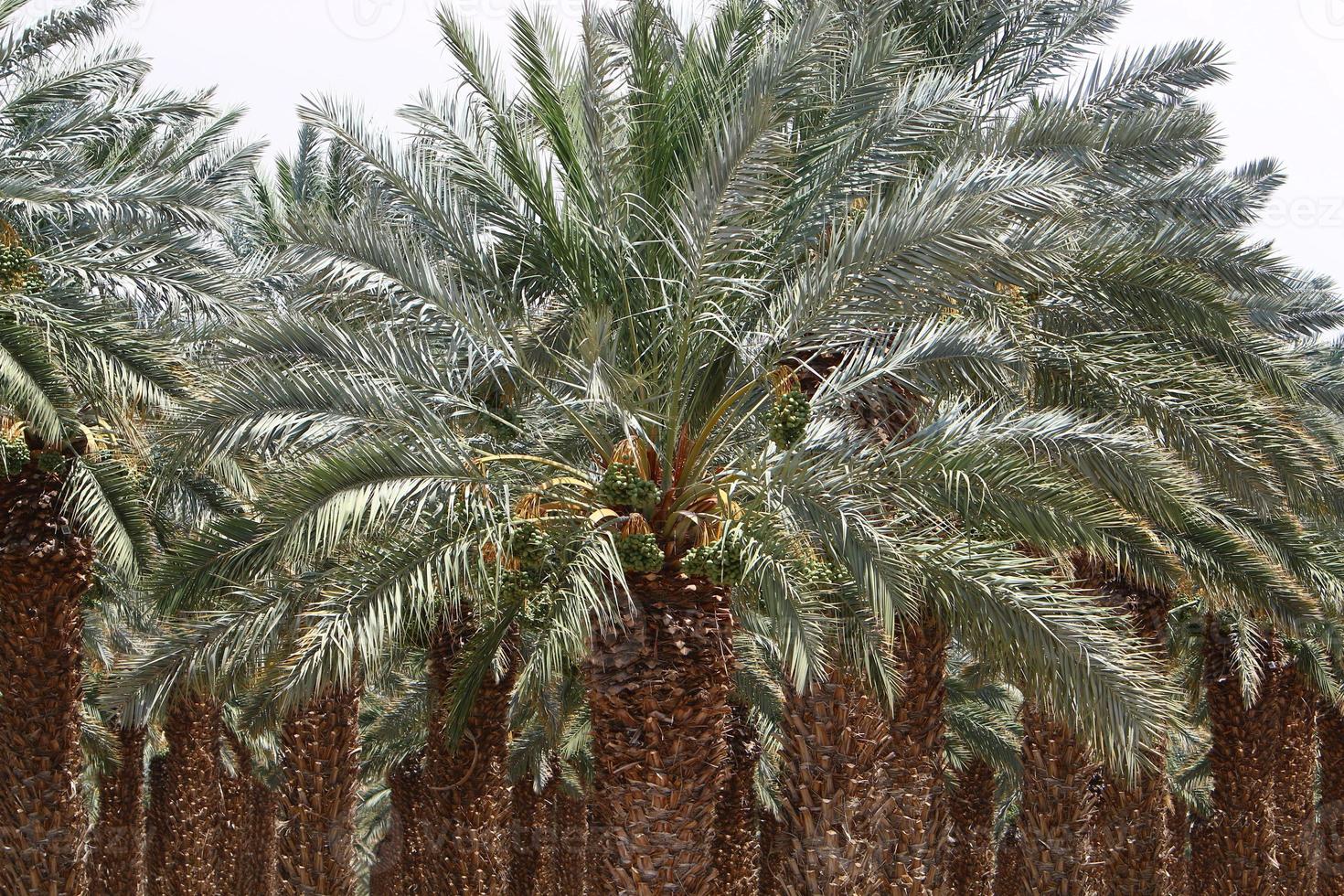 palmera datilera en un parque de la ciudad en israel. foto