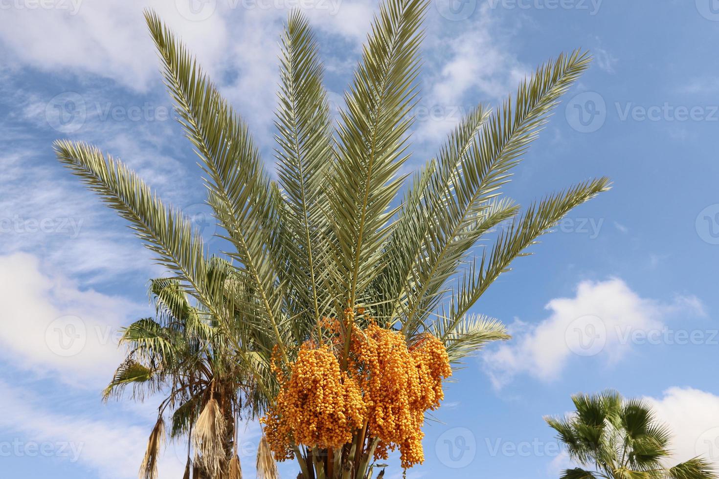 Date palm in a city park in Israel. photo